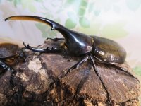 ☆新成虫☆D.H.ヘラクレス♂115ミリ♀60ミリupペア＋♀60ミリup計3頭セット販売！！