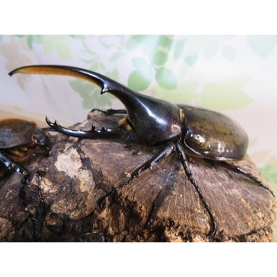 画像1: ☆新成虫☆D.H.ヘラクレス♂115ミリ♀60ミリupペア＋♀60ミリup計3頭セット販売！！