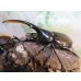 画像1: ☆新成虫☆D.H.ヘラクレス♂115ミリ♀60ミリupペア＋♀60ミリup計3頭セット販売！！ (1)