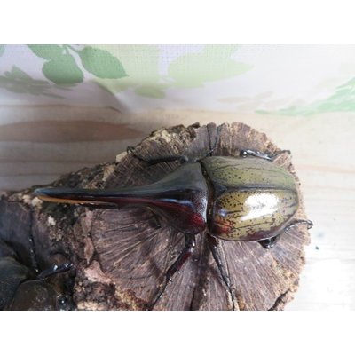 画像2: ☆新成虫☆D.H.ヘラクレス♂108ミリ♀60ミリupペア＋♀60ミリup計3頭セット販売！！