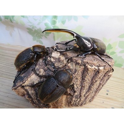 画像5: ☆新成虫☆D.H.ヘラクレス♂115ミリ♀60ミリupペア＋♀60ミリup計3頭セット販売！！