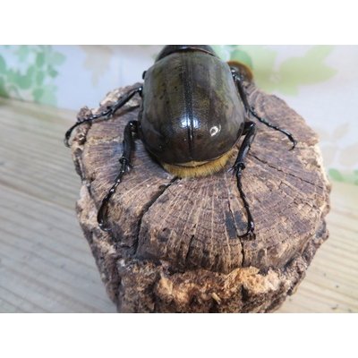 画像3: ☆新成虫☆D.H.ヘラクレス♂115ミリ♀60ミリupペア＋♀60ミリup計3頭セット販売！！