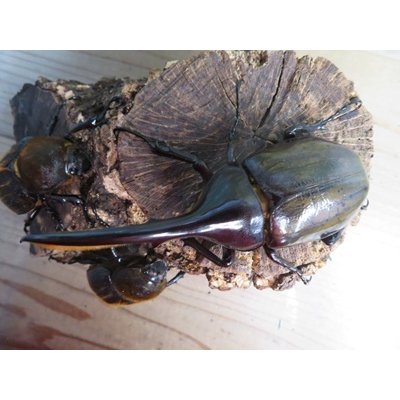 画像2: ☆新成虫☆D.H.ヘラクレス♂115ミリ♀60ミリupペア＋♀60ミリup計3頭セット販売！！