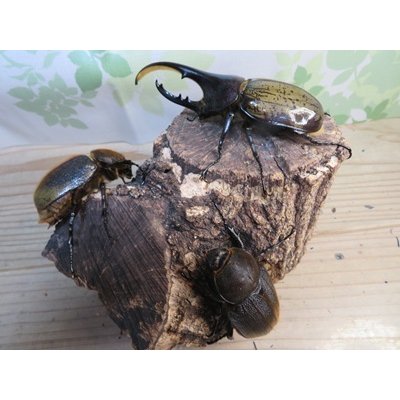 画像5: ☆新成虫☆D.H.ヘラクレス♂108ミリ♀60ミリupペア＋♀60ミリup計3頭セット販売！！
