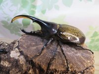 ☆新成虫☆D.H.ヘラクレス♂108ミリ♀60ミリupペア＋♀60ミリup計3頭セット販売！！