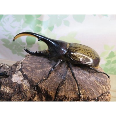 画像1: ☆新成虫☆D.H.ヘラクレス♂108ミリ♀60ミリupペア＋♀60ミリup計3頭セット販売！！