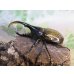 画像1: ☆新成虫☆D.H.ヘラクレス♂108ミリ♀60ミリupペア＋♀60ミリup計3頭セット販売！！ (1)