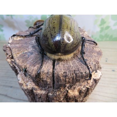 画像3: ☆新成虫☆D.H.ヘラクレス♂108ミリ♀60ミリupペア＋♀60ミリup計3頭セット販売！！