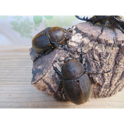 画像4: ☆新成虫☆D.H.ヘラクレス♂108ミリ♀60ミリupペア＋♀60ミリup計3頭セット販売！！