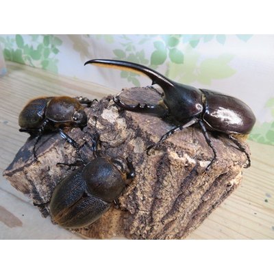 画像5: ☆新成虫☆D.H.ヘラクレス♂113ミリ♀60ミリupペア＋♀60ミリup計3頭セット販売！！