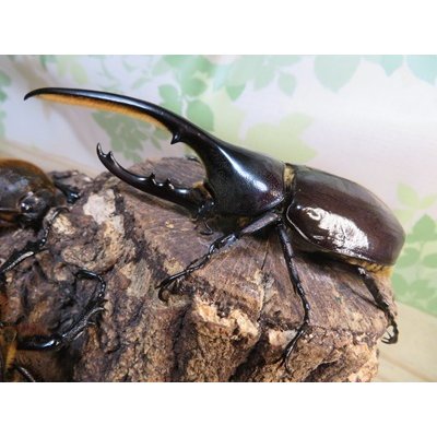 画像1: ☆新成虫☆D.H.ヘラクレス♂113ミリ♀60ミリupペア＋♀60ミリup計3頭セット販売！！