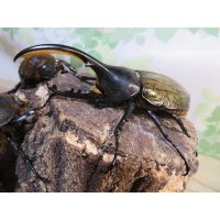 ☆新成虫☆D.H.ヘラクレス♂102ミリ♀60ミリupペア＋♀60ミリup計3頭セット販売！！