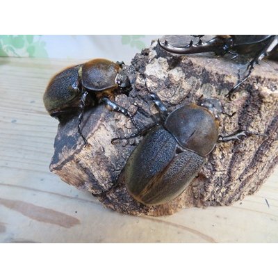 画像4: ☆新成虫☆D.H.ヘラクレス♂113ミリ♀60ミリupペア＋♀60ミリup計3頭セット販売！！