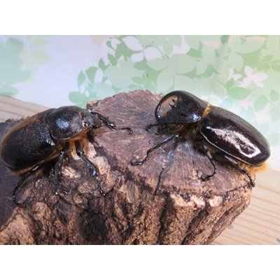 画像5: サービス品☆新成虫☆ネプチューンオオカブト♂-A´63ミリ♀57ミリペア販売！！