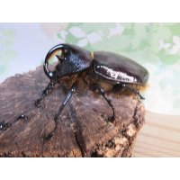 サービス品☆新成虫☆ネプチューンオオカブト♂-A´63ミリ♀57ミリペア販売！！