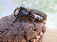 サービス品☆新成虫☆ネプチューンオオカブト♂-A´63ミリ♀57ミリペア販売！！