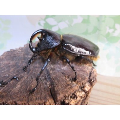 画像1: サービス品☆新成虫☆ネプチューンオオカブト♂-A´63ミリ♀57ミリペア販売！！