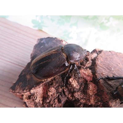 画像4: ☆新成虫☆ネプチューンオオカブト♂60ミリ♀58ミリ別血統ペア販売！！