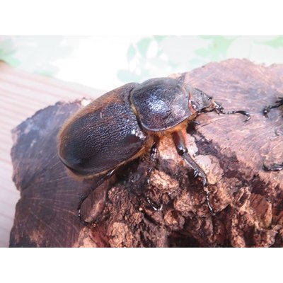 画像4: サービス品☆新成虫☆ネプチューンオオカブト♂-A´63ミリ♀57ミリペア販売！！
