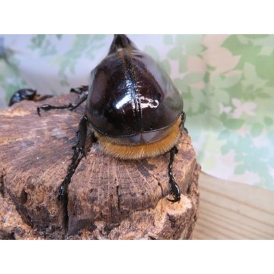 画像3: ☆美形新成虫☆ネプチューンオオカブト♂134ミリ♀64ミリペア＋♀62ミリ計3頭トリオ販売！！