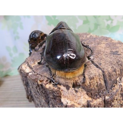 画像3: サービス品☆新成虫☆ネプチューンオオカブト♂-A´63ミリ♀57ミリペア販売！！