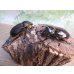画像5: ☆新成虫☆ネプチューンオオカブト♂60ミリ♀58ミリ別血統ペア販売！！ (5)