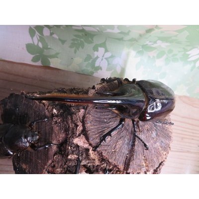 画像2: ☆美形新成虫☆ネプチューンオオカブト♂134ミリ♀64ミリペア＋♀62ミリ計3頭トリオ販売！！
