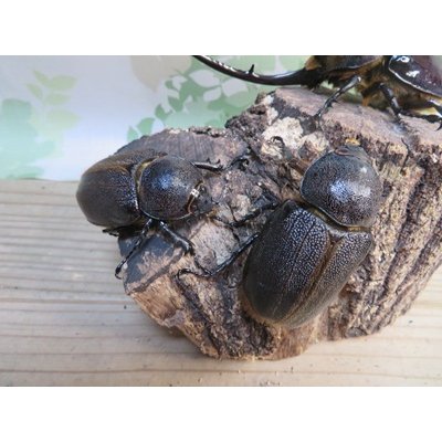 画像4: ☆美形新成虫☆ネプチューンオオカブト♂134ミリ♀64ミリペア＋♀62ミリ計3頭トリオ販売！！