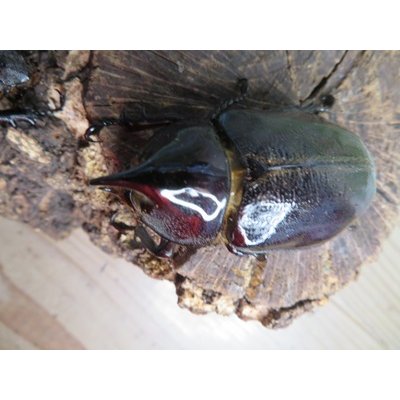 画像2: ☆新成虫☆ネプチューンオオカブト♂60ミリ♀58ミリ別血統ペア販売！！