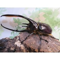 ☆美形新成虫☆ネプチューンオオカブト♂134ミリ♀64ミリペア＋♀62ミリ計3頭トリオ販売！！