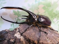 ☆美形新成虫☆ネプチューンオオカブト♂134ミリ♀64ミリペア＋♀62ミリ計3頭トリオ販売！！