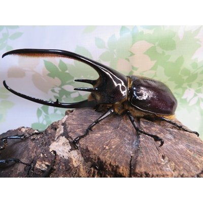 画像1: ☆美形新成虫☆ネプチューンオオカブト♂134ミリ♀64ミリペア＋♀62ミリ計3頭トリオ販売！！