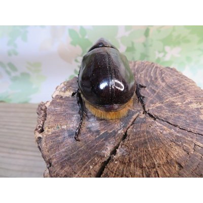 画像3: ☆新成虫☆ネプチューンオオカブト♂60ミリ♀58ミリ別血統ペア販売！！