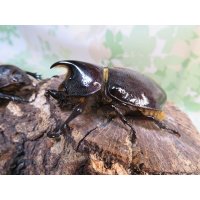 ☆新成虫☆ネプチューンオオカブト♂60ミリ♀58ミリ別血統ペア販売！！