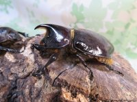 ☆新成虫☆ネプチューンオオカブト♂60ミリ♀58ミリ別血統ペア販売！！