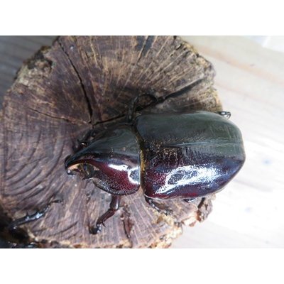 画像2: サービス品☆新成虫☆ネプチューンオオカブト♂-A´63ミリ♀57ミリペア販売！！