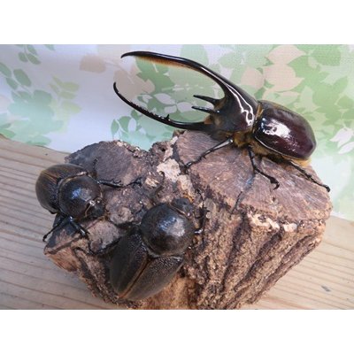 画像5: ☆美形新成虫☆ネプチューンオオカブト♂134ミリ♀64ミリペア＋♀62ミリ計3頭トリオ販売！！