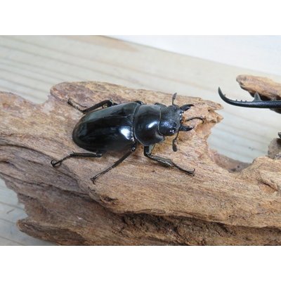 画像4: ☆新成虫☆ギラファノコギリクワガタ（亜種ダイスケ）♂109ミリ♀45ミリペア販売！！