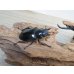 画像4: ☆新成虫☆ギラファノコギリクワガタ（亜種ダイスケ）♂109ミリ♀45ミリペア販売！！ (4)