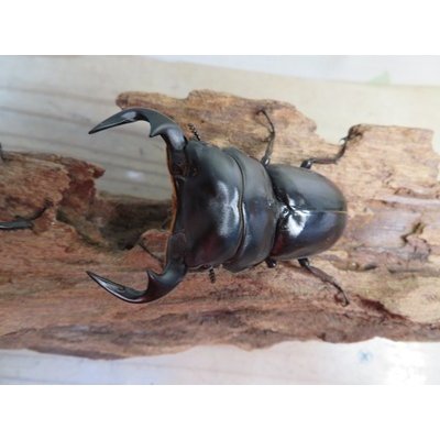 画像2: ☆新成虫☆アンタエウスオオクワガタ（ライチャウ）♂69ミリ♀46ミリペア販売！！