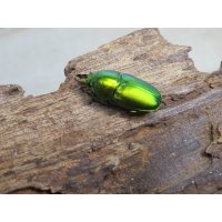no.2☆F3☆インスラリスキンイロクワガタ♂♀フリーサイズ新成虫ペア販売！！
