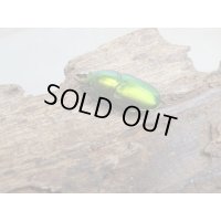 no.2☆F3☆インスラリスキンイロクワガタ♂♀フリーサイズ新成虫ペア販売！！