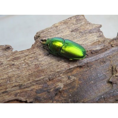 画像1: no.2☆F3☆インスラリスキンイロクワガタ♂♀フリーサイズ新成虫ペア販売！！