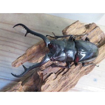 画像2: ☆新成虫☆ギラファノコギリクワガタ（亜種ダイスケ）♂109ミリ♀45ミリペア販売！！