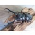 画像2: ☆新成虫☆ギラファノコギリクワガタ（亜種ダイスケ）♂109ミリ♀45ミリペア販売！！ (2)