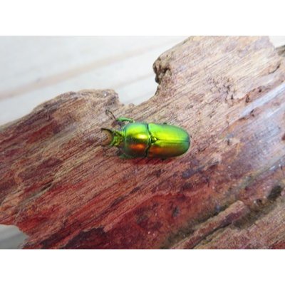 画像2: no.1☆F3☆インスラリスキンイロクワガタ♂♀フリーサイズ新成虫ペア販売！！