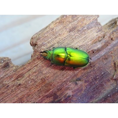 画像2: no.2☆F3☆インスラリスキンイロクワガタ♂♀フリーサイズ新成虫ペア販売！！