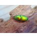 画像2: no.2☆F3☆インスラリスキンイロクワガタ♂♀フリーサイズ新成虫ペア販売！！ (2)