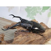 ☆新成虫☆ギラファノコギリクワガタ（亜種ダイスケ）♂109ミリ♀45ミリペア販売！！