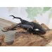 画像1: ☆新成虫☆ギラファノコギリクワガタ（亜種ダイスケ）♂109ミリ♀45ミリペア販売！！ (1)